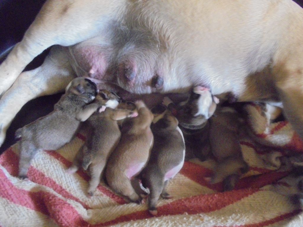 Of Carlibull - naissances de la portée 2021 le 15/06 ( 4 males / 2 femelles )