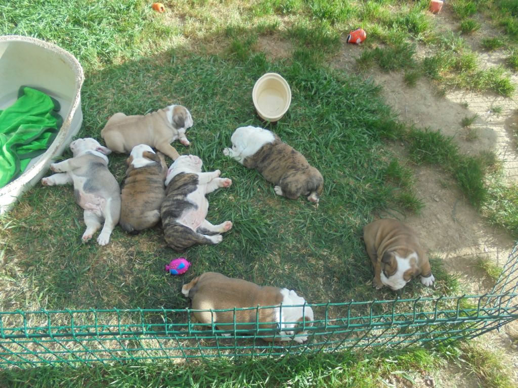 Of Carlibull - mes 7 chiots qui profitent du beau temps