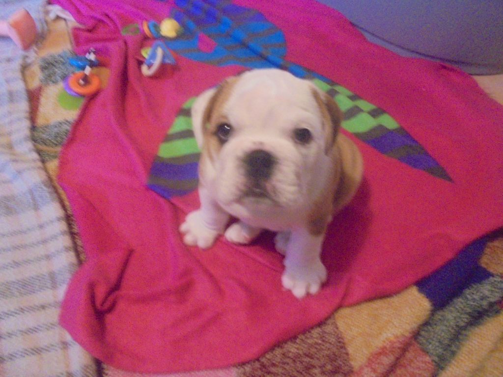 Of Carlibull - Chiot disponible  - Bulldog Anglais