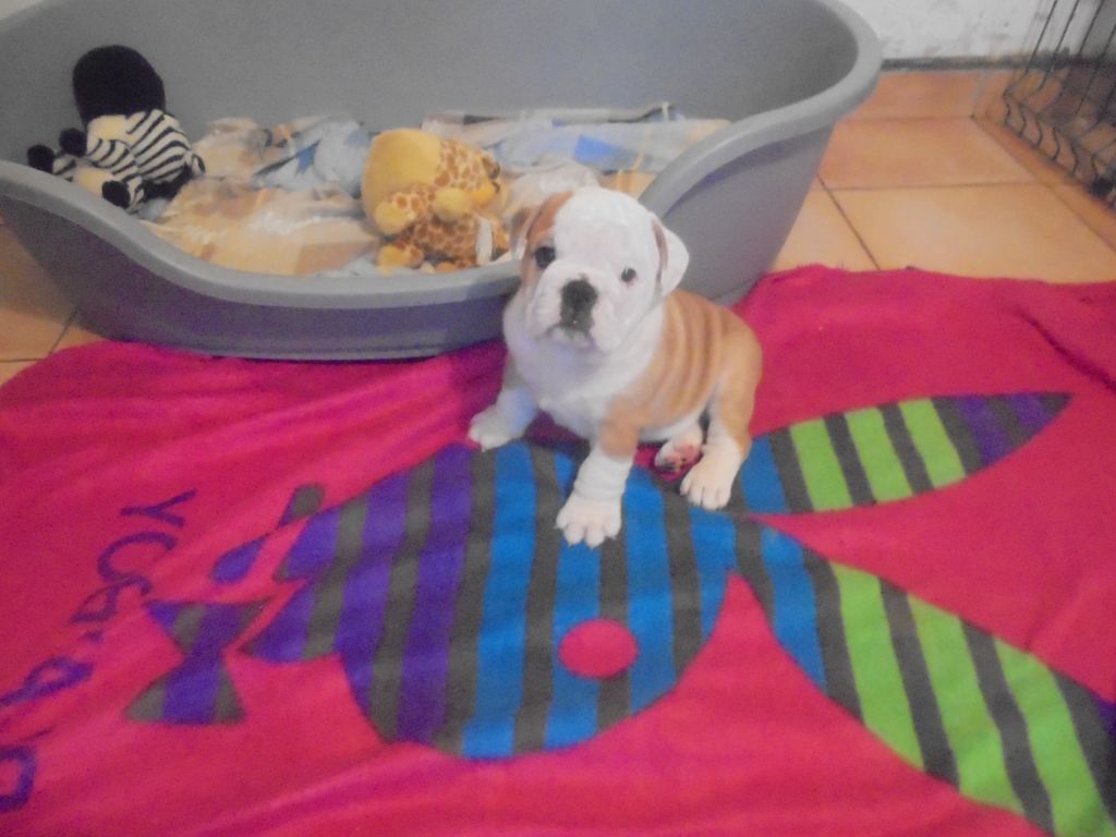 Of Carlibull - Chiot disponible  - Bulldog Anglais