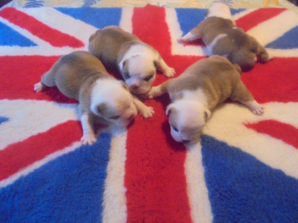 chiot Bulldog Anglais Of Carlibull