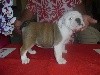 Rosa parks of carlibull