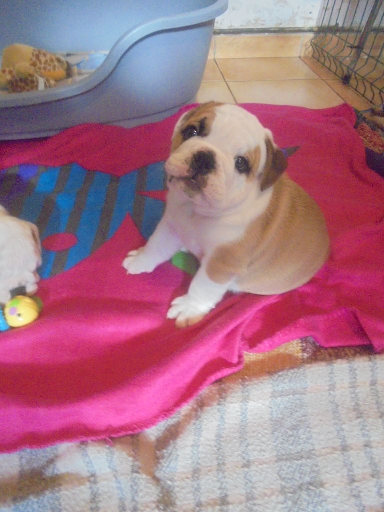 Of Carlibull - Chiot disponible  - Bulldog Anglais