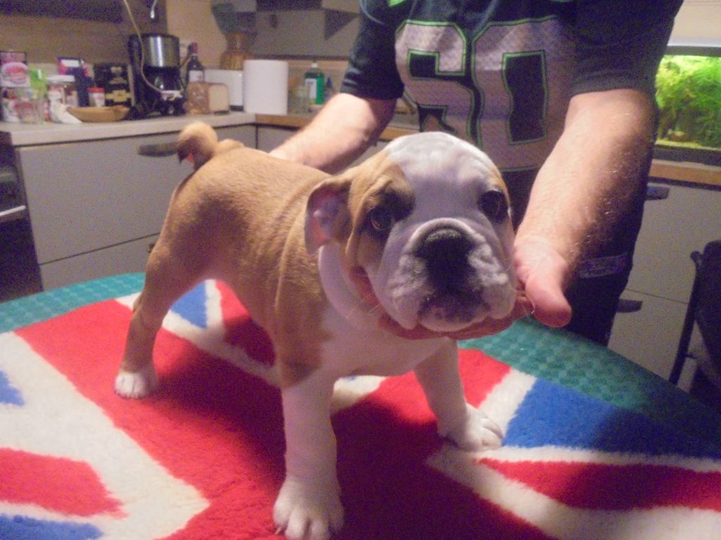 Of Carlibull - Chiot disponible  - Bulldog Anglais