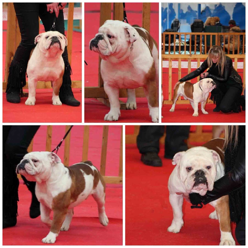 Gaspar bear Of Carlibull
