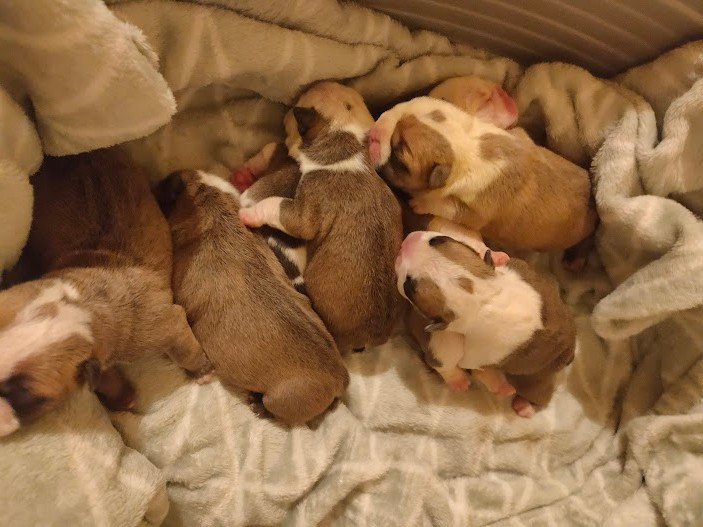 Naissances 2025 le 30/10/2025 de 7 chiots bulldog anglais