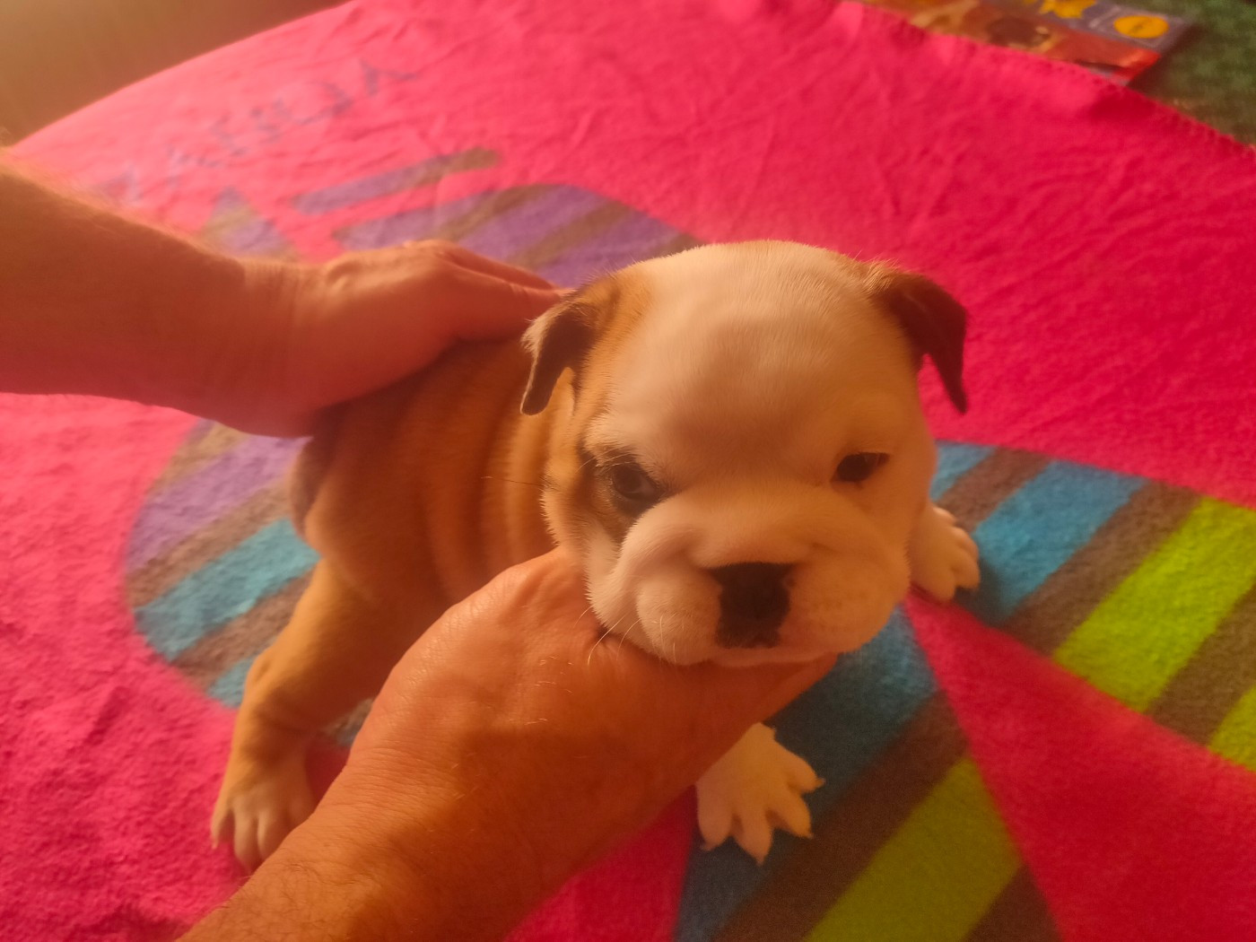 Of Carlibull - Chiots disponibles - Bulldog Anglais