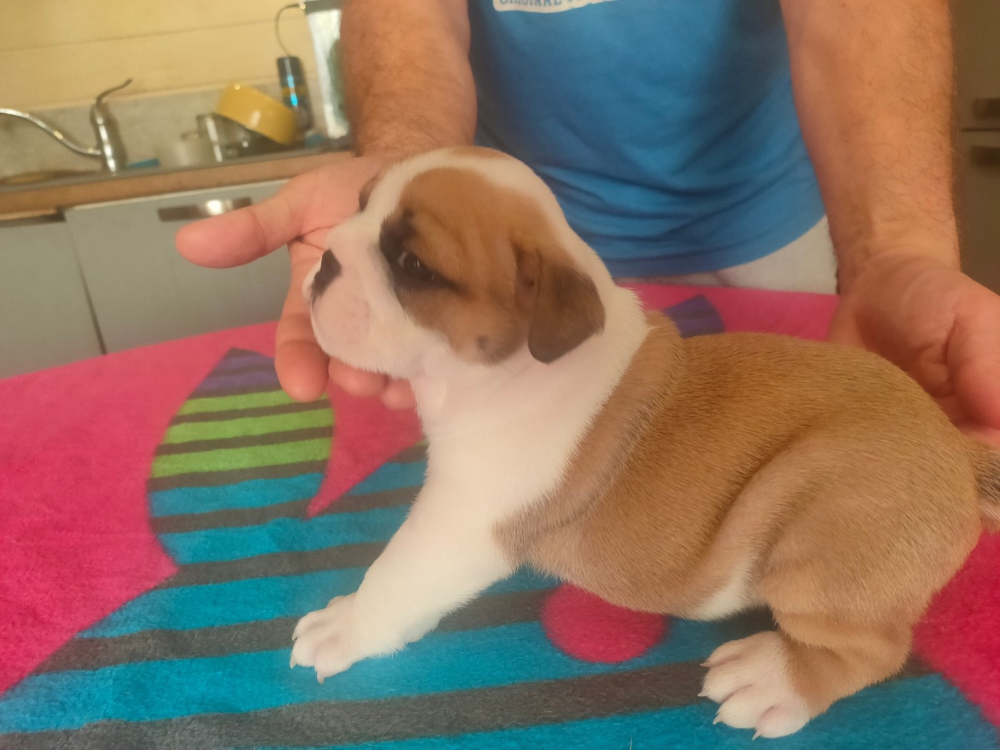 Of Carlibull - Chiots disponibles - Bulldog Anglais