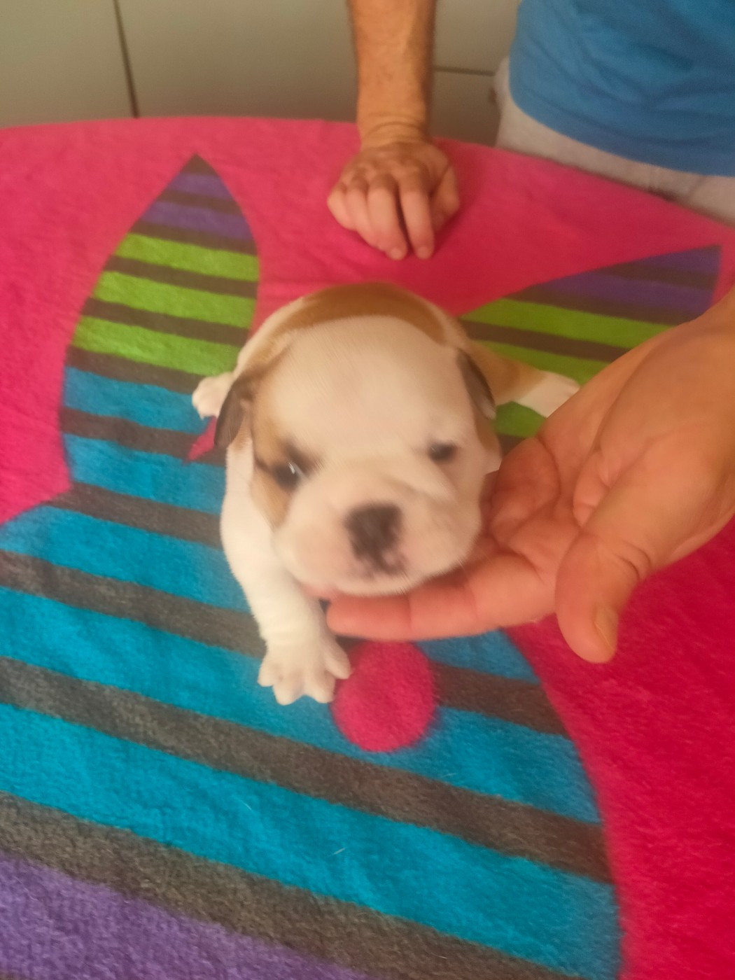 Of Carlibull - Chiots disponibles - Bulldog Anglais