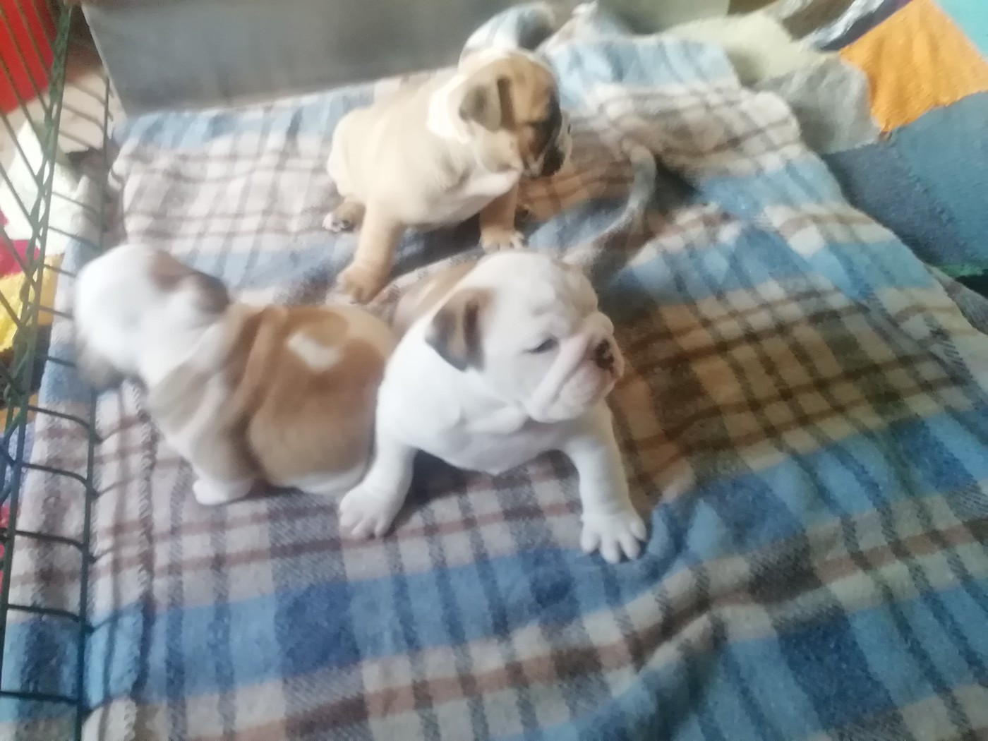 Of Carlibull - Chiots disponibles - Bulldog Anglais