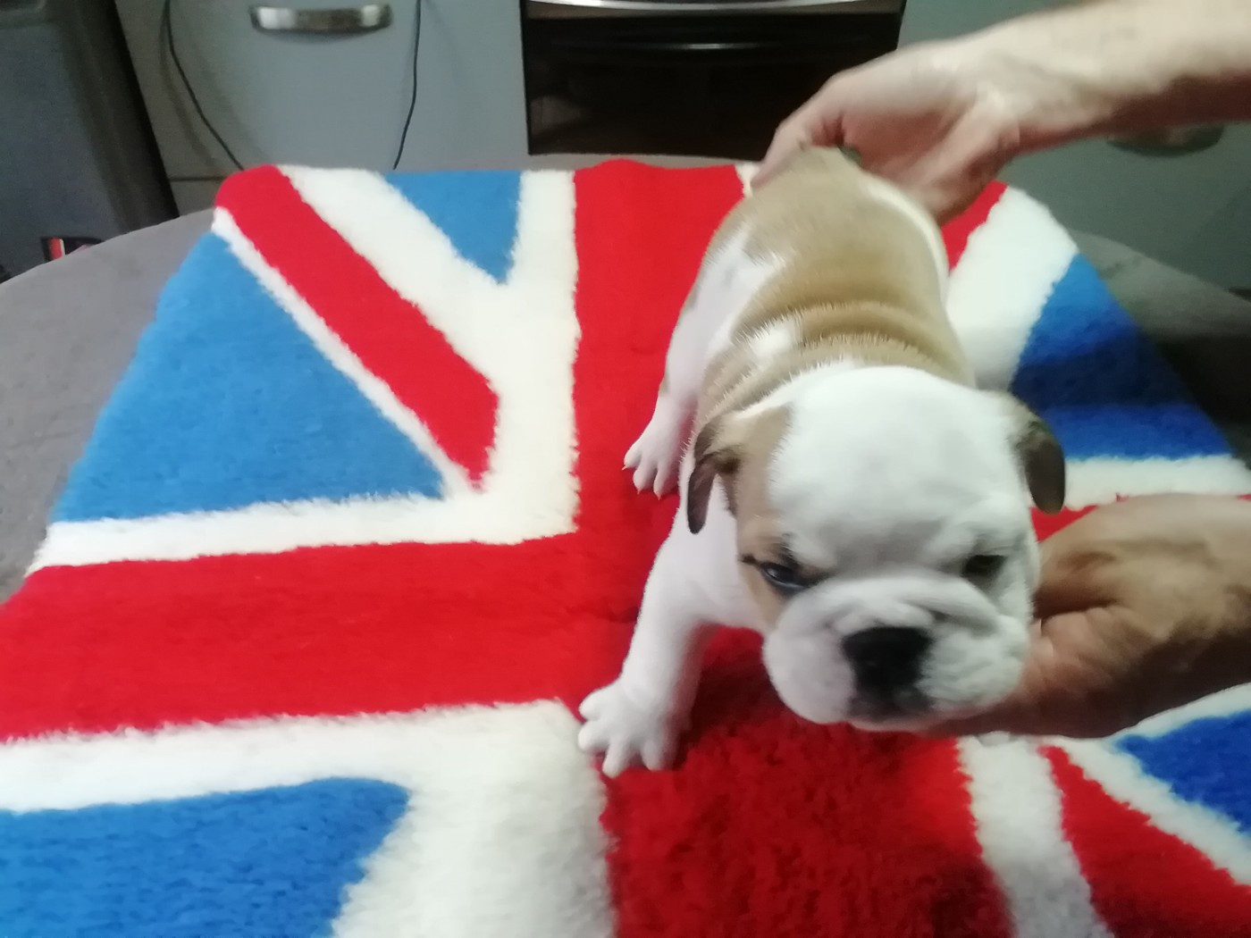 Of Carlibull - Chiots disponibles - Bulldog Anglais