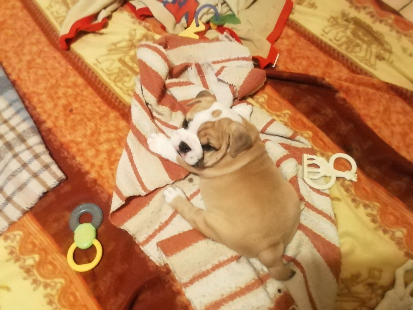 Of Carlibull - Chiots disponibles - Bulldog Anglais