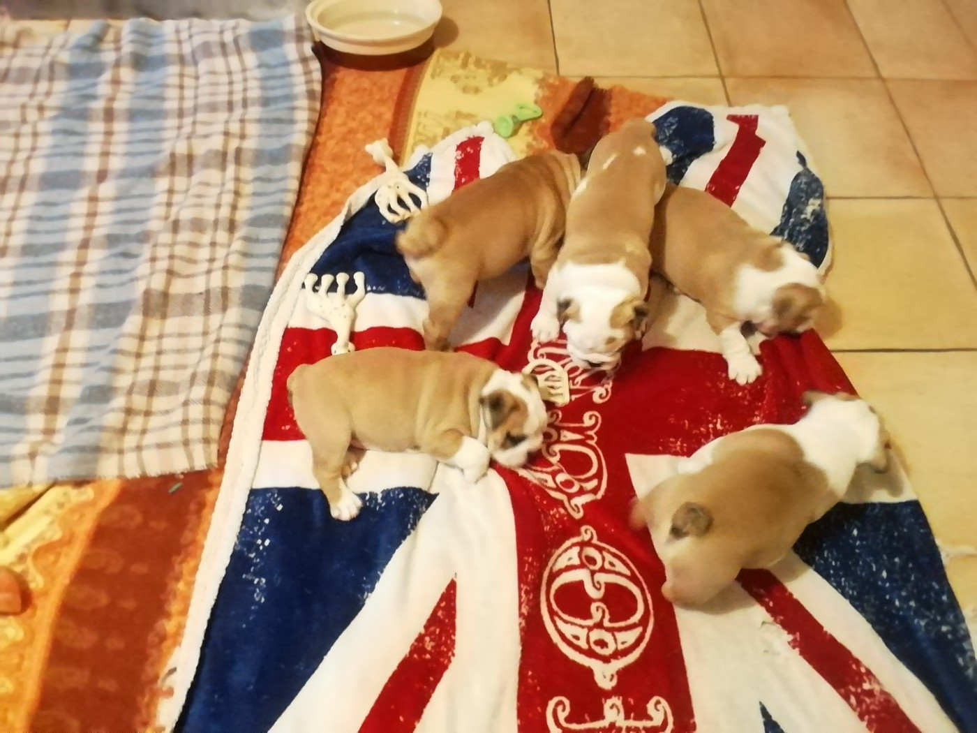 Of Carlibull - Bulldog Anglais - Portée née le 30/10/2025