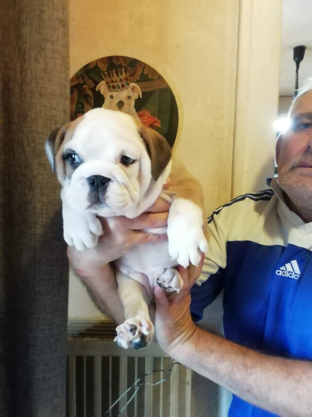 Of Carlibull - Chiots disponibles - Bulldog Anglais