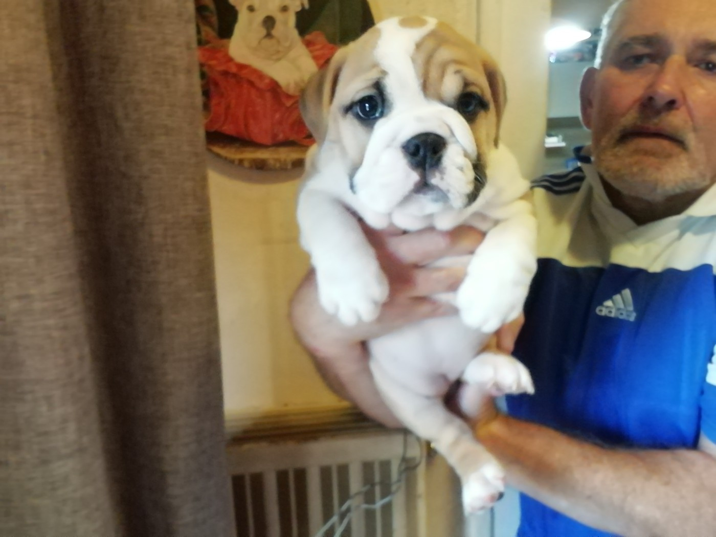 Of Carlibull - Chiots disponibles - Bulldog Anglais