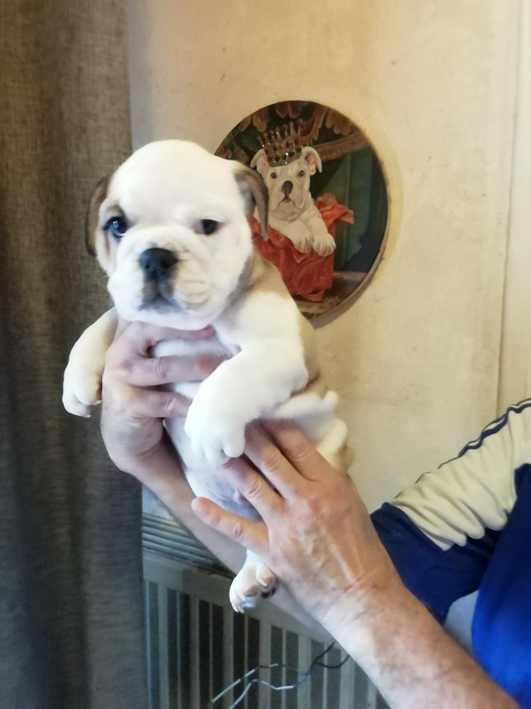 Of Carlibull - Chiots disponibles - Bulldog Anglais