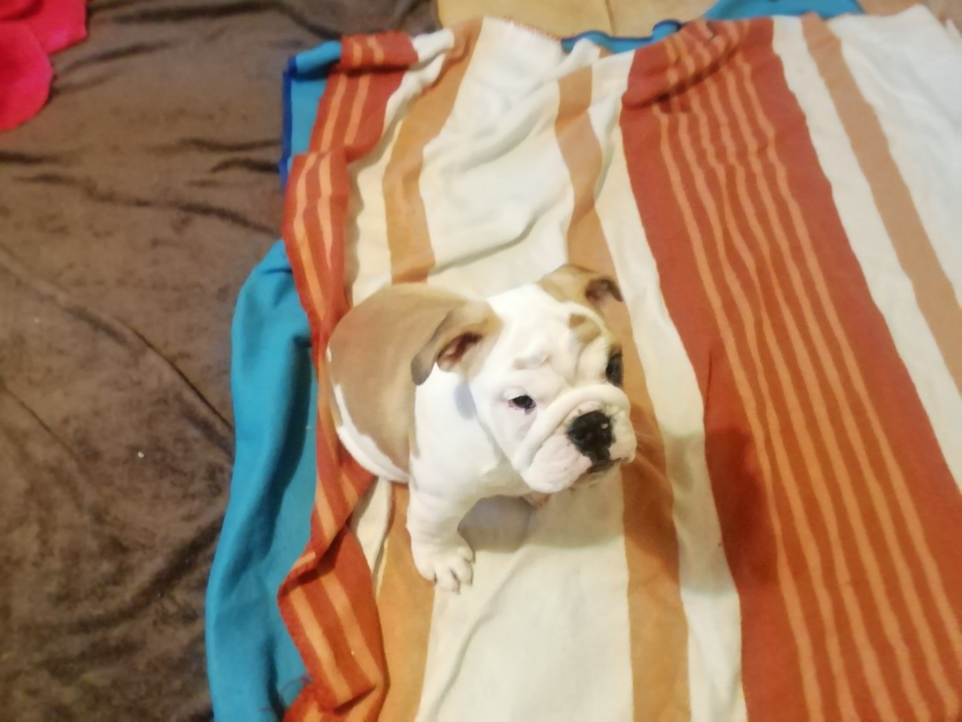 Of Carlibull - Chiots disponibles - Bulldog Anglais