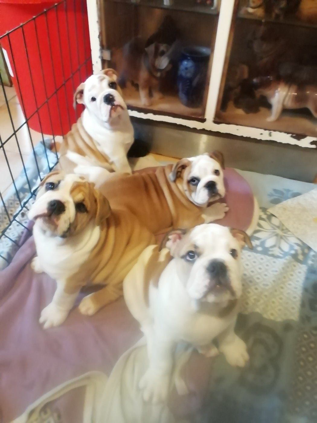 Chiot Bulldog Anglais Of Carlibull