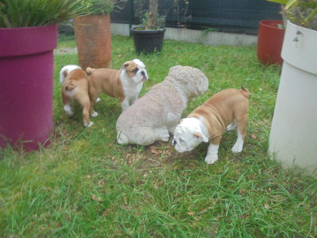 Of Carlibull - Bulldog Anglais - Portée née le 28/09/2024
