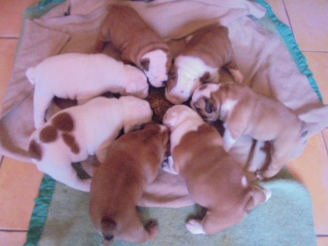 Of Carlibull - Bulldog Anglais - Portée née le 29/04/2016