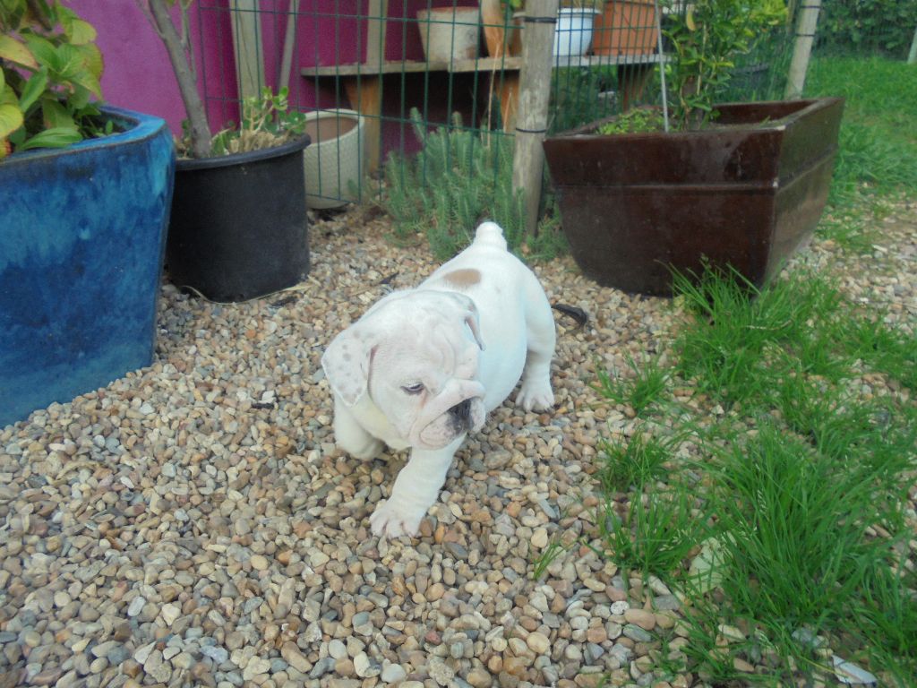 Of Carlibull - Bulldog Anglais - Portée née le 24/07/2017