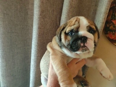 sue ellen of carlibull